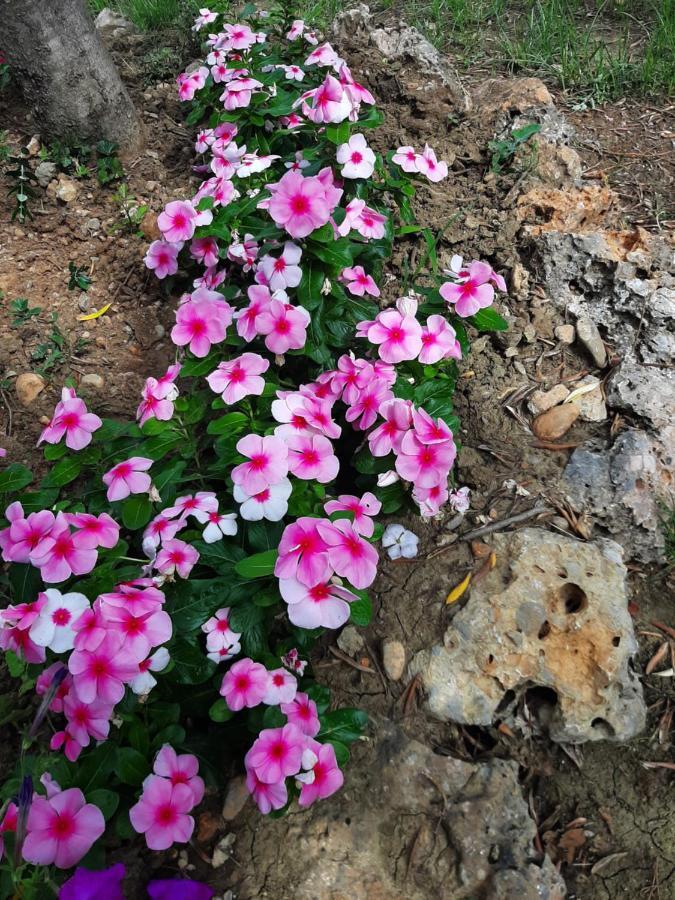 Apartmani Lea Starigrad Paklenica Extérieur photo